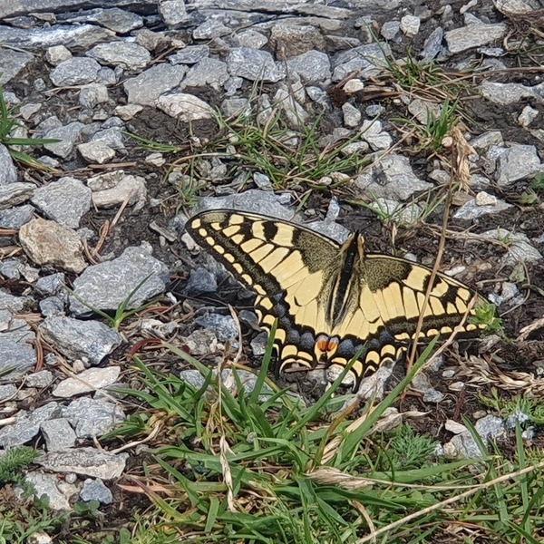 Schmetterling