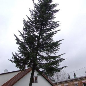 Unser Christbaum